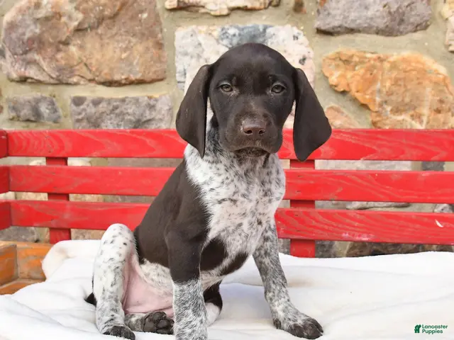 German Shorthaired Pointer dogs for sale: Maple - Ad 2