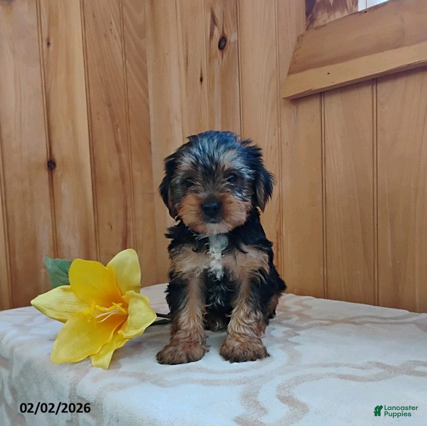 Yorkshire Terrier dogs Archer - Ad 39