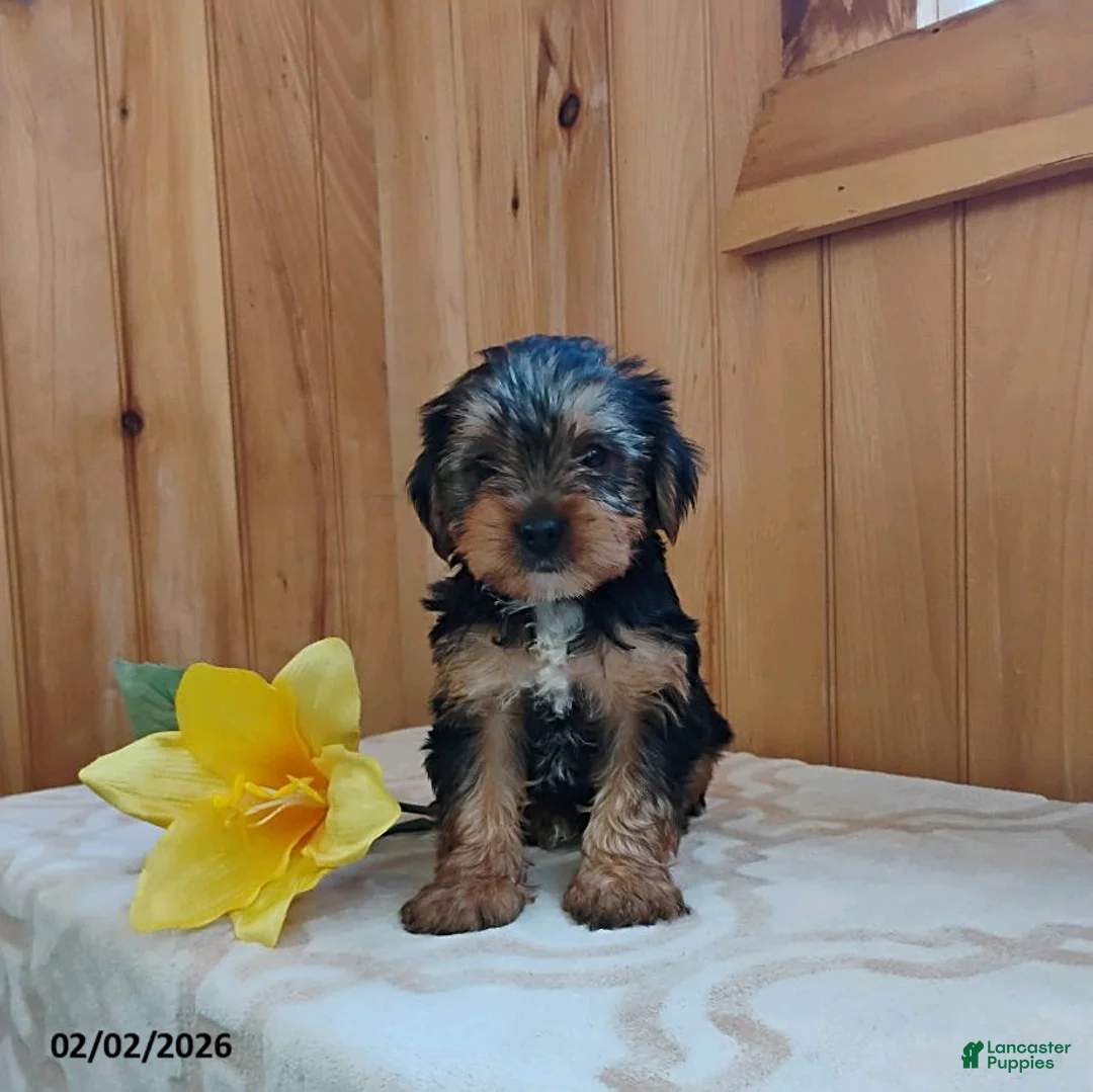 Yorkshire Terrier dogs for sale: Archer - Ad 1