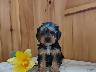 Yorkshire Terrier dogs Archer - Ad 7