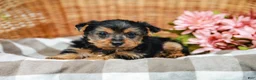 Yorkshire Terrier dogs for sale: Mack - Ad 6