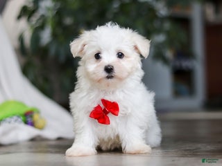 Maltese dogs - Ad 29