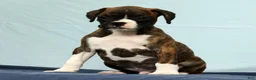 Boxer dogs for sale: Carl - Ad 6