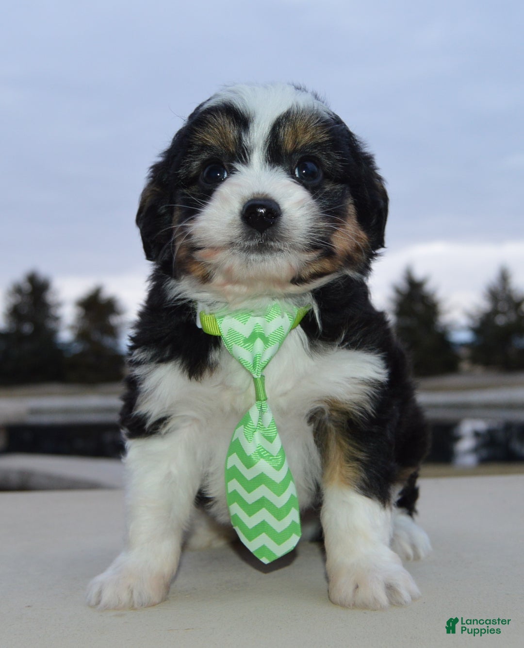 Mini Aussiedoodle dogs for sale: Mini Arlo - Ad 8
