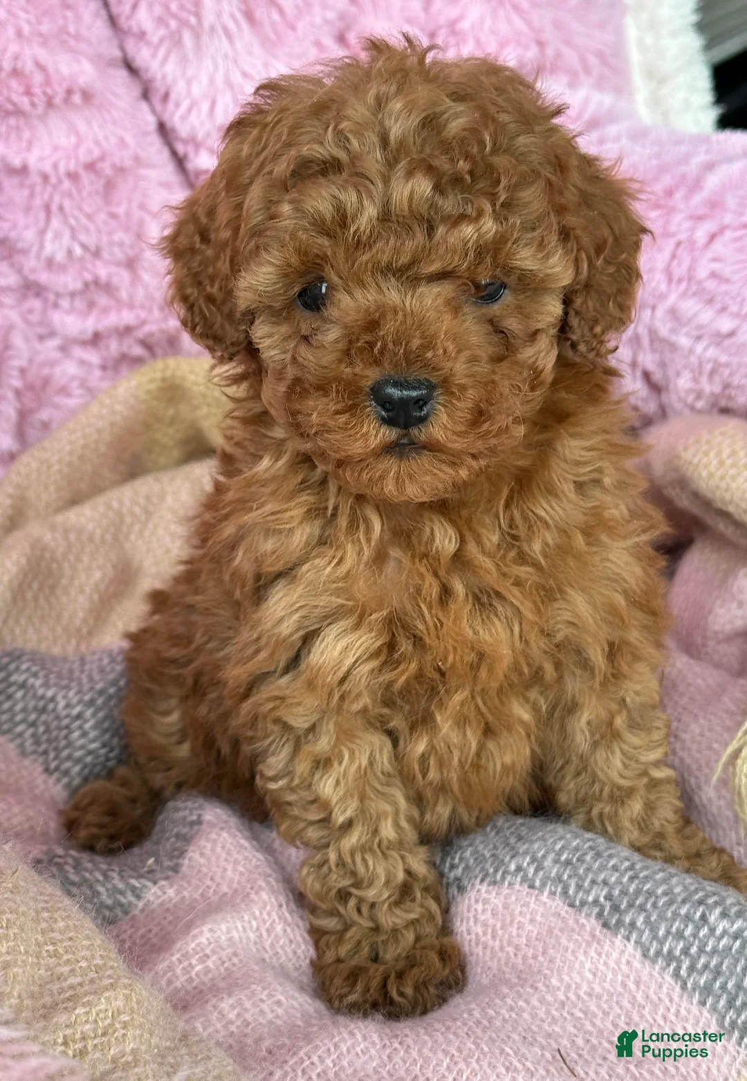 Toy Poodle dogs for sale: Nellie - Ad 12