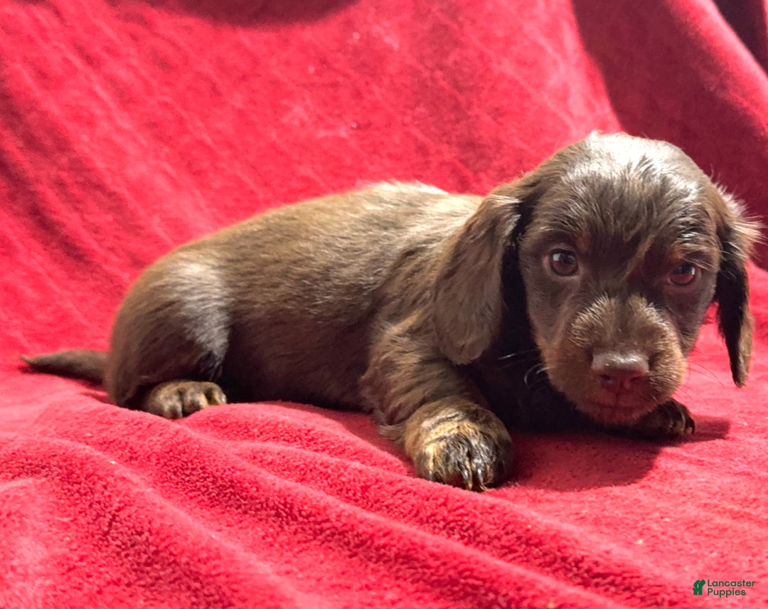 Miniature Dachshund dogs for sale: Miniature Dachshund Max - Ad 3