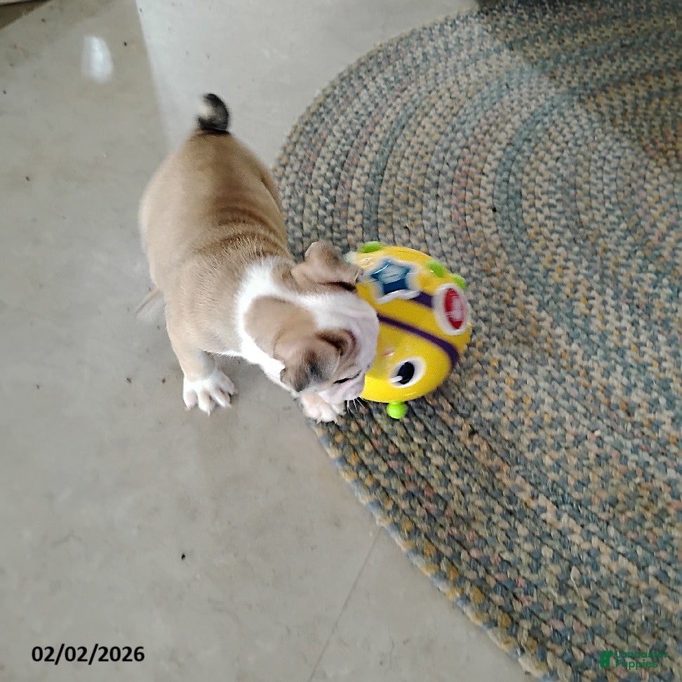 English Bulldog dogs Reba Mae - Ad 2