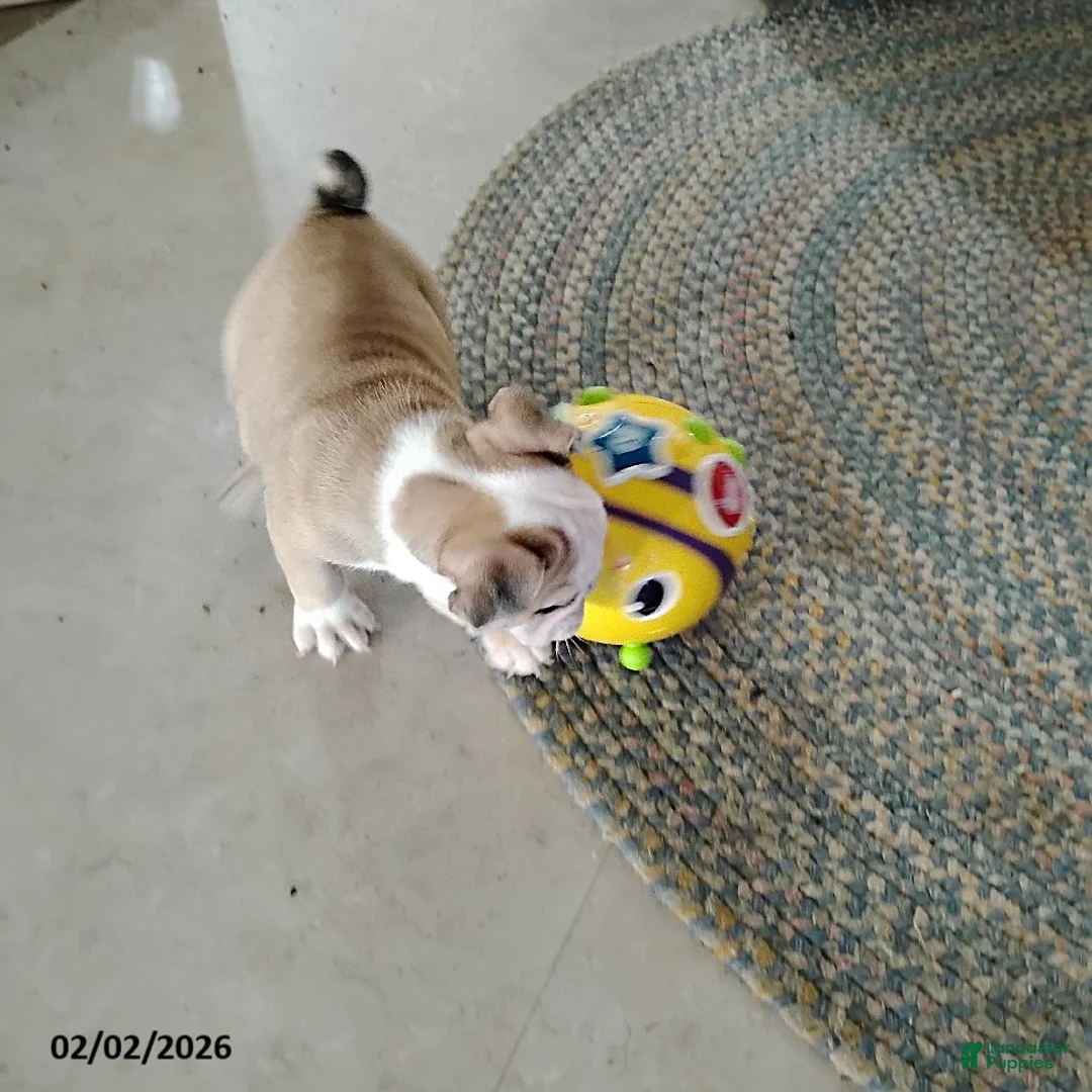 English Bulldog dogs for sale: Reba Mae - Ad 2