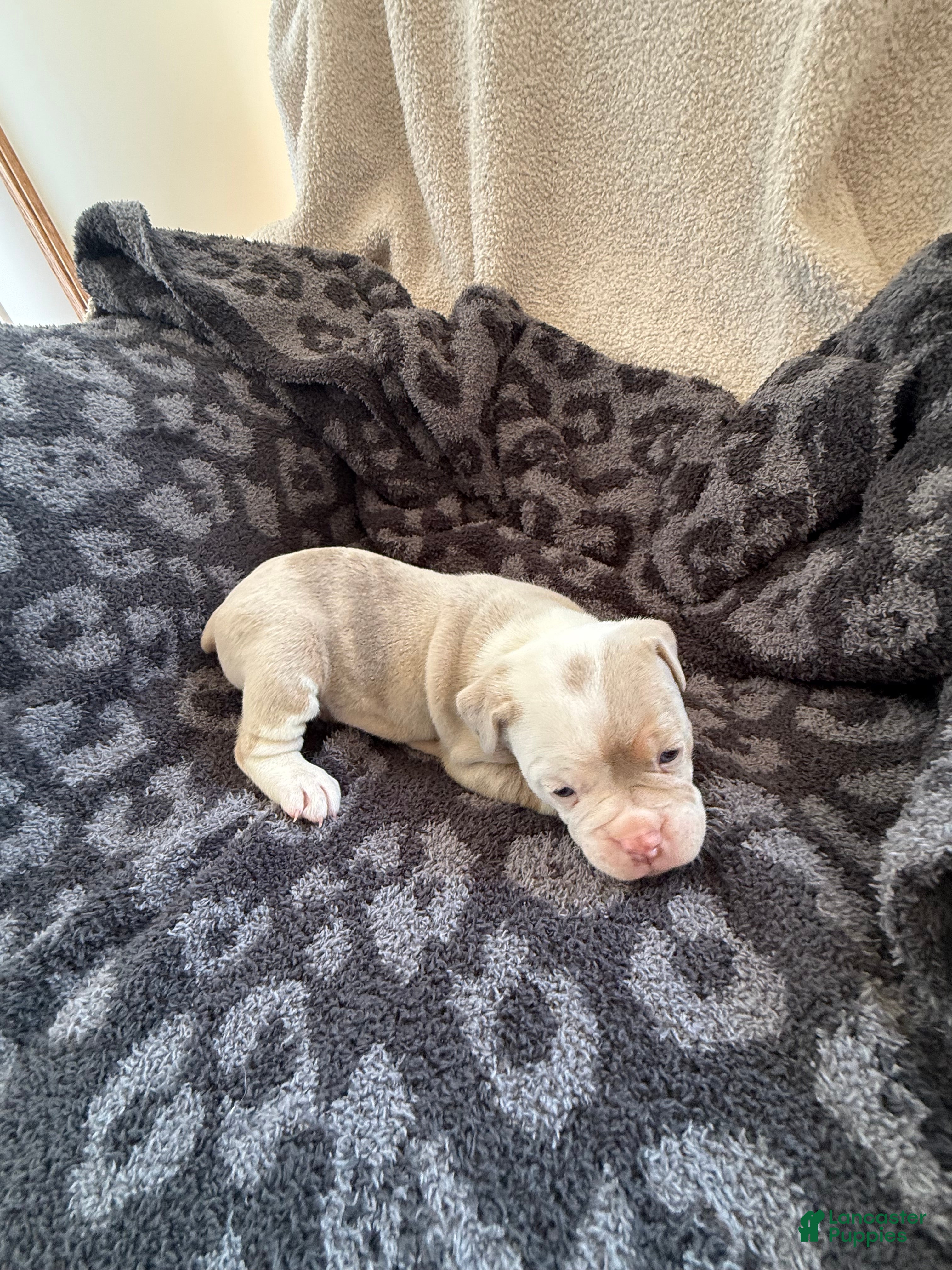 Olde English Bulldogge dogs Tri Lilac Merle - Ad 2
