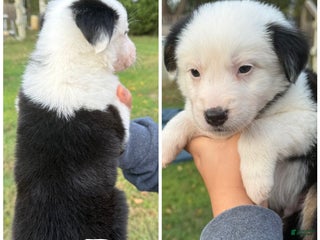 Mixed Breed dogs - Ad 33