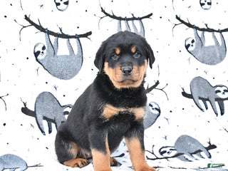 Rottweiler dogs - Ad 35