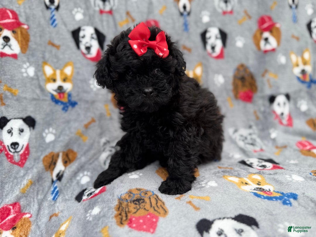 Shihpoo dogs for sale: Bailey - Ad 2