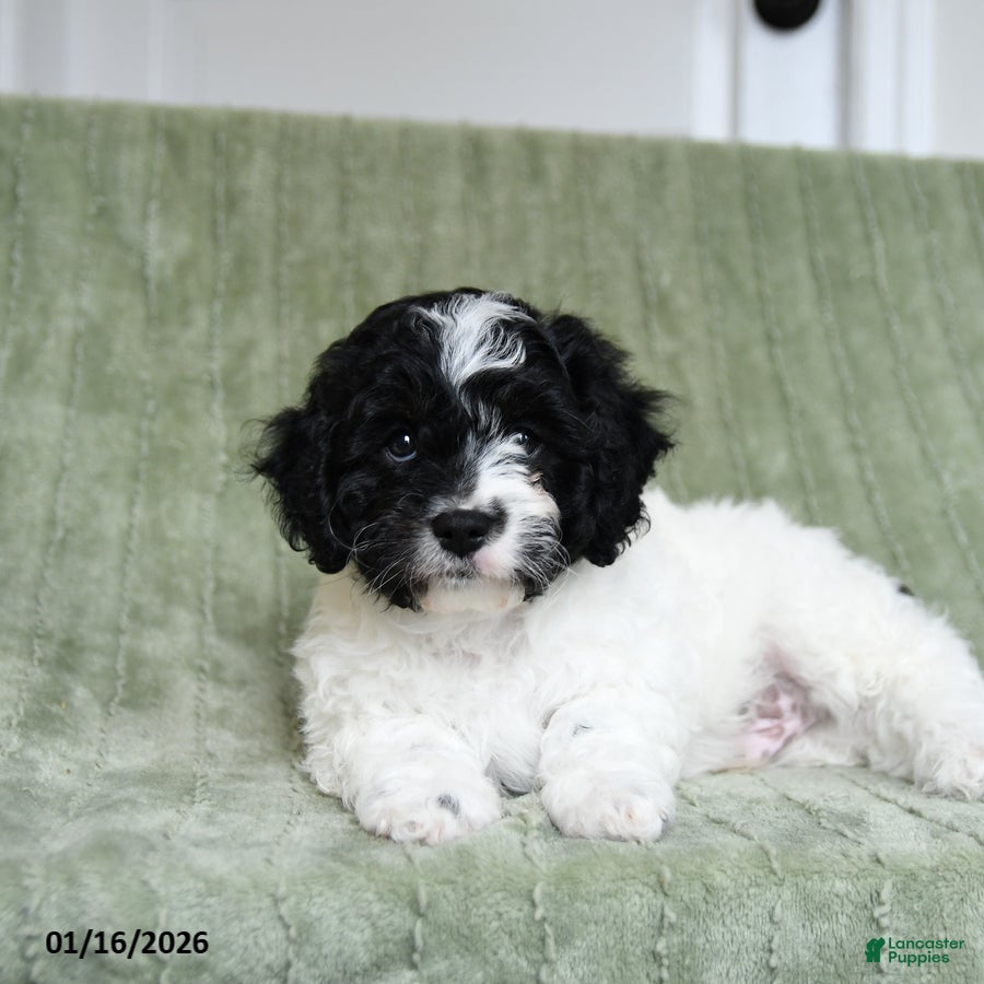 Cavapoo dogs Komet - Ad 2