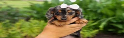 Miniature Dachshund dogs for sale:   Hailey 🎀 - Ad 3
