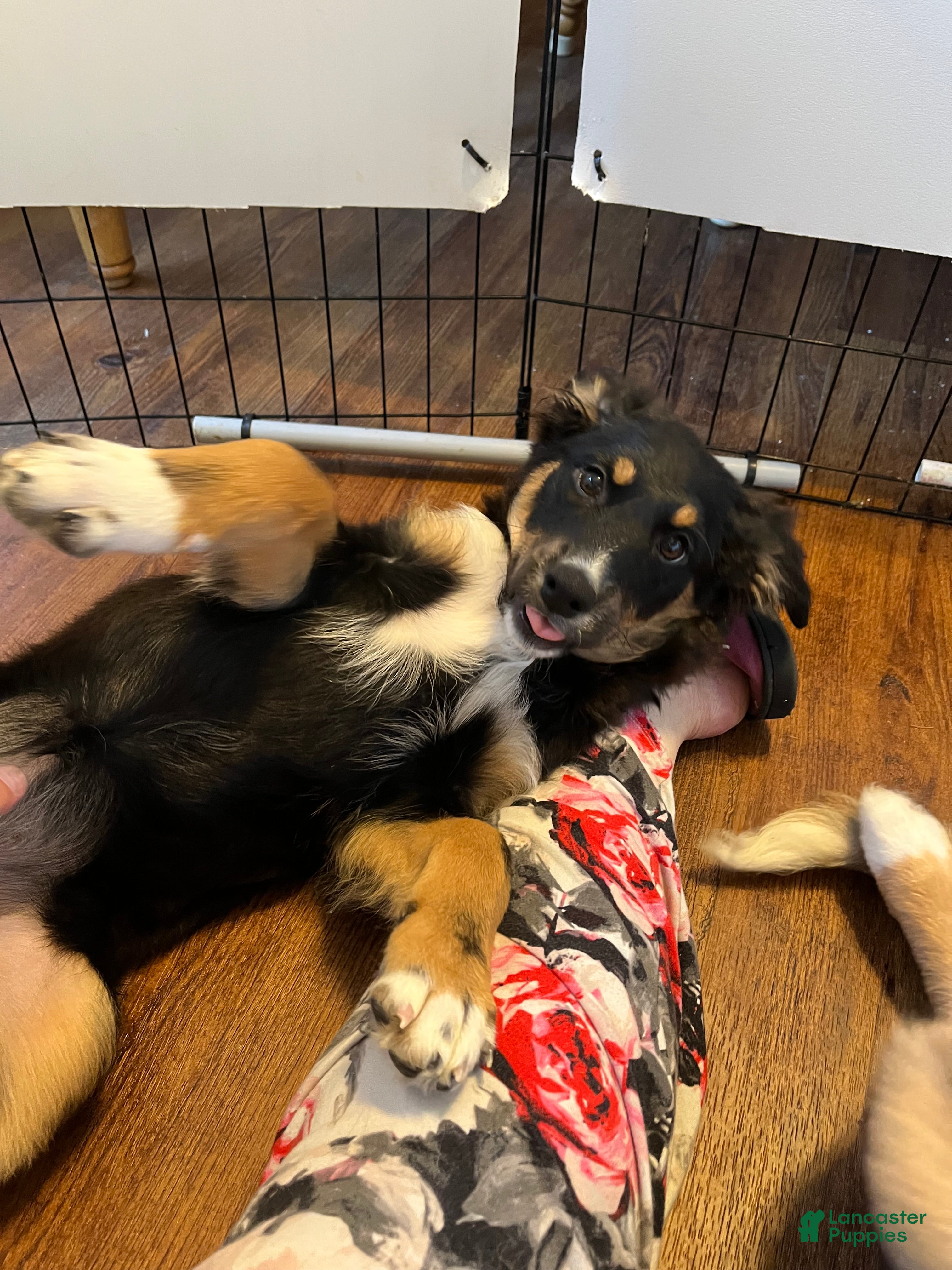 Australian Shepherd dogs for sale: Australian Shepherd 1 - Ad 2