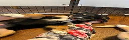 Australian Shepherd dogs for sale: Australian Shepherd 1 - Ad 5