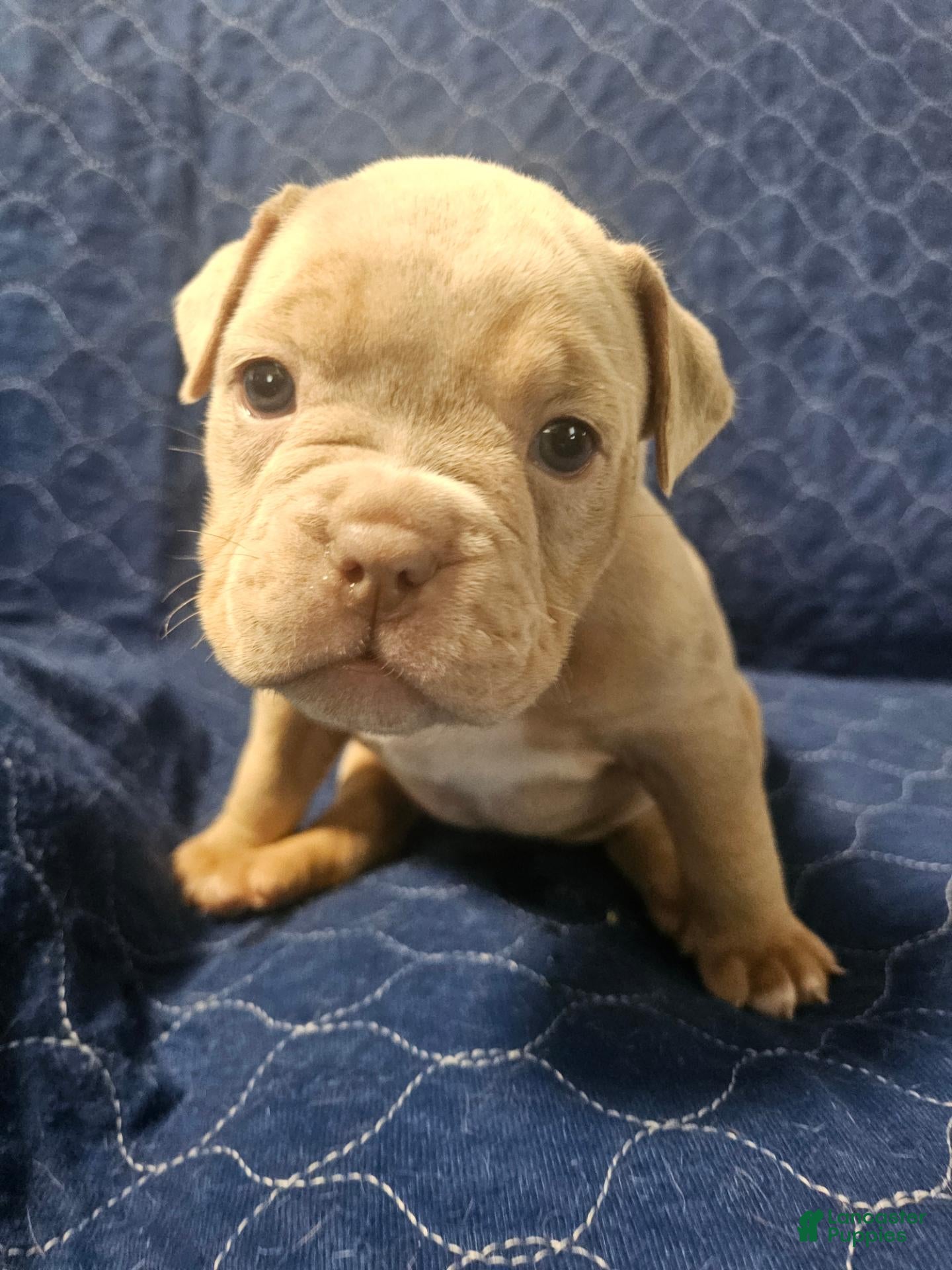 Olde English Bulldogge dogs for sale: Olde English Bulldogge 5 - Ad 17