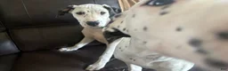 Mixed Breed dogs for sale: Pearl - Ad 8