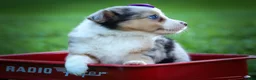 Mixed Breed dogs for sale: Gloria🩷  - Ad 14