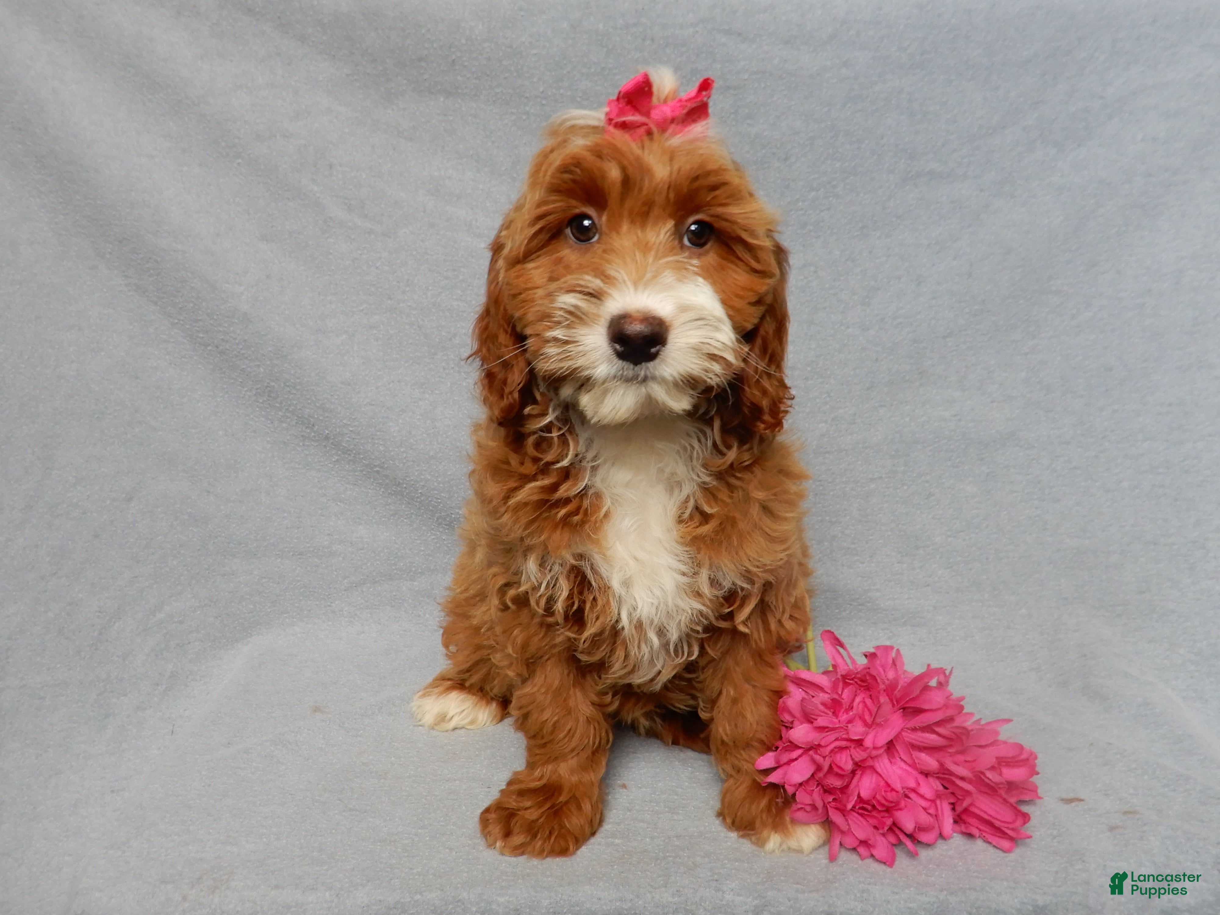 Mini Goldendoodle dogs Lulu - Ad 15