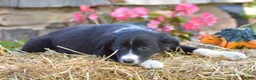 Border Collie dogs for sale: Tenleigh - Ad 5