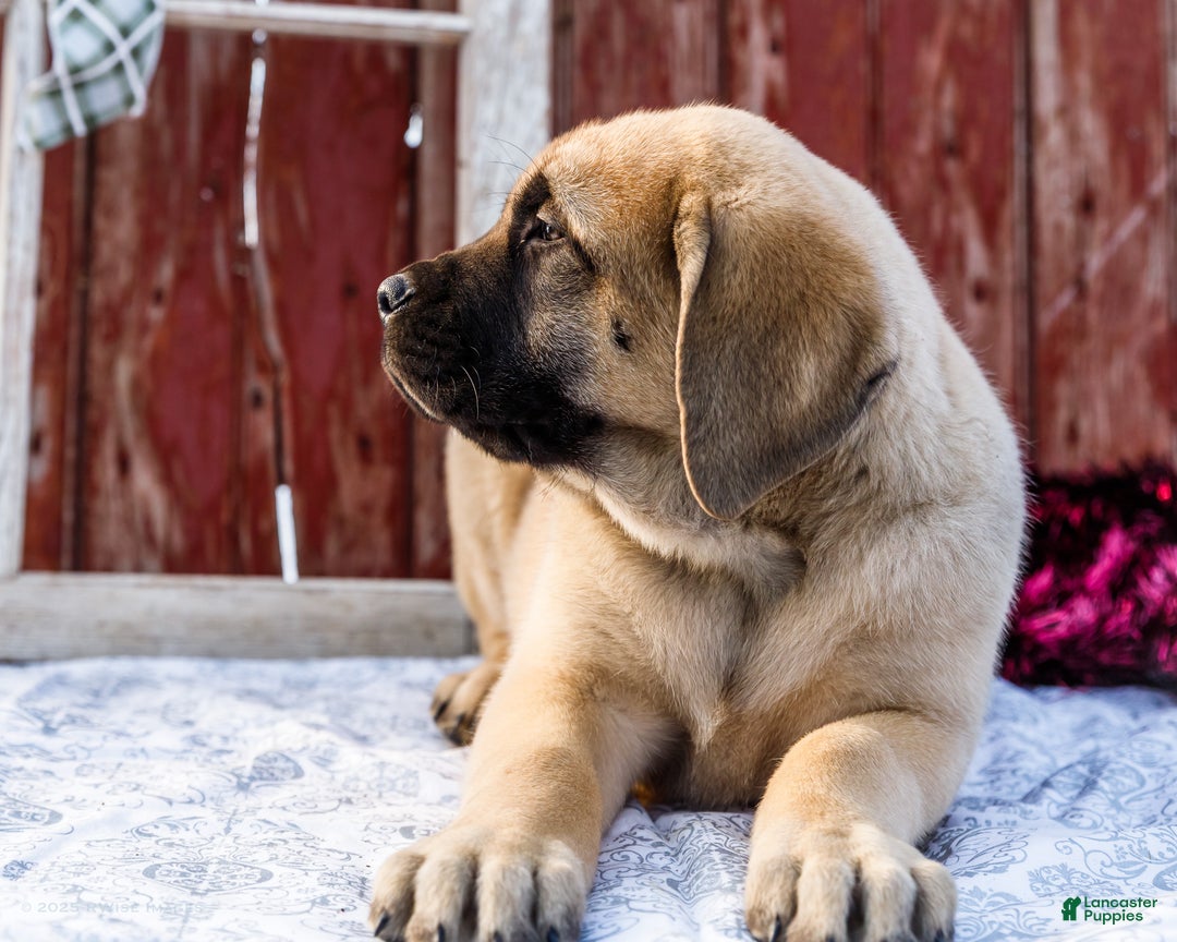 English Mastiff dogs for sale: Zack - Ad 10