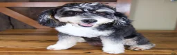 Mini Bernedoodle dogs for sale: Princess - Ad 7