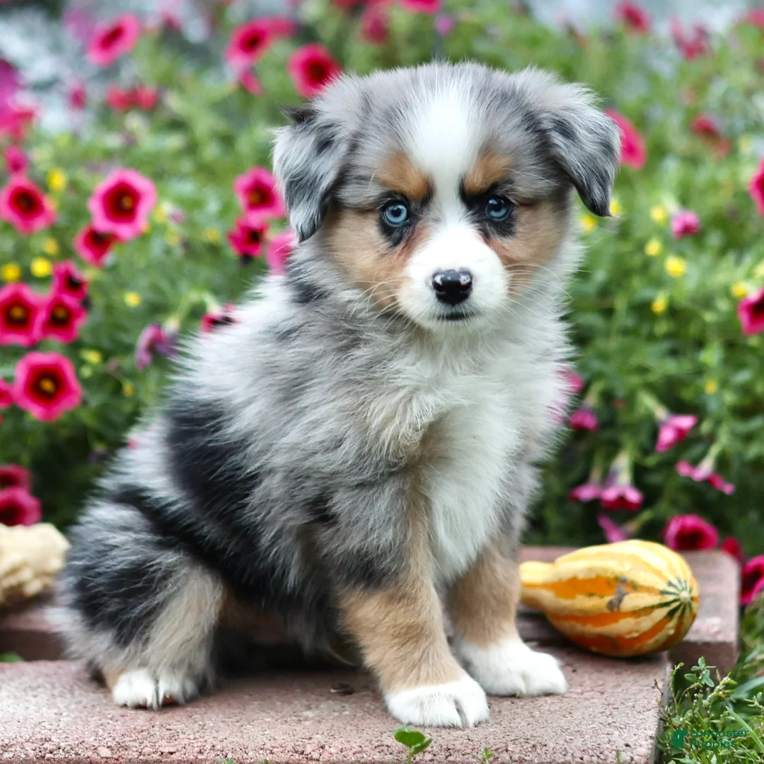 Miniature Australian Shepherd dogs for sale: Lee - Ad 1