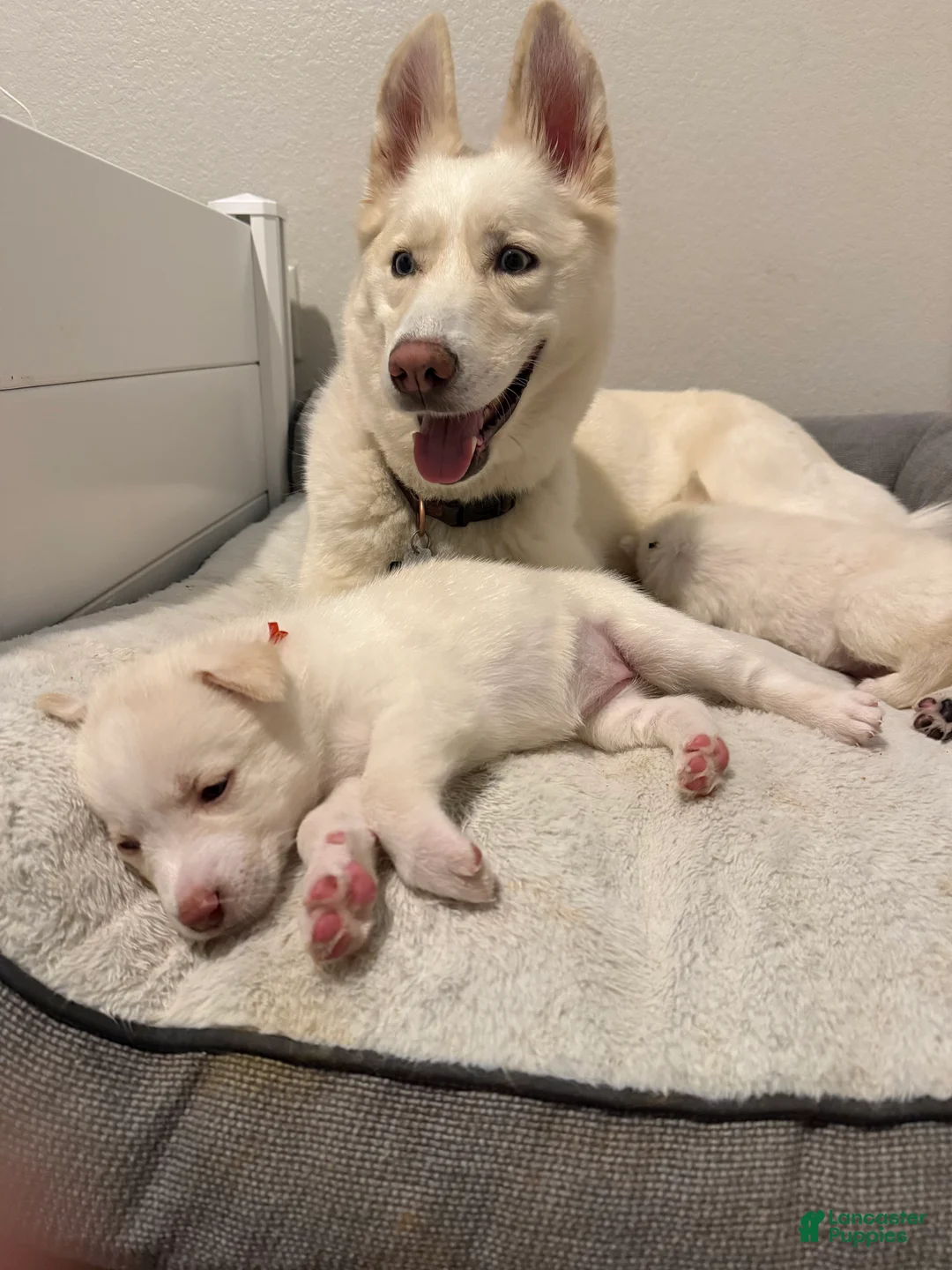 Siberian Husky dogs for sale: Red Collar - Ad 2