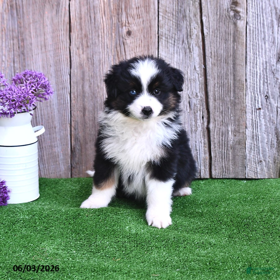 Miniature Australian Shepherd dogs for sale: Rambo - Ad 2