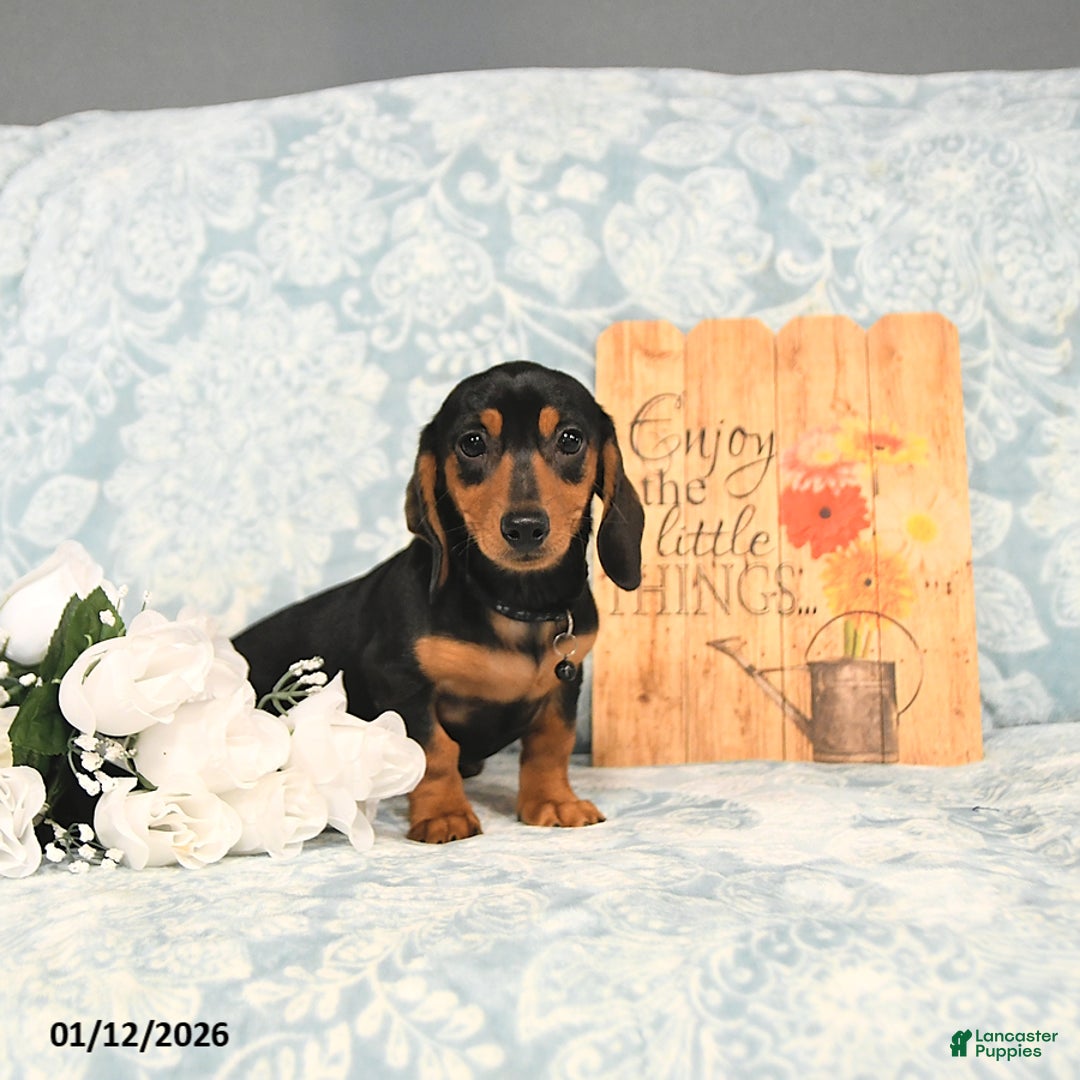 Miniature Dachshund dogs for sale: Paige - Ad 2
