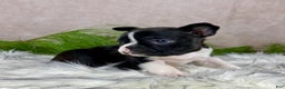 Boston Terrier dogs for sale: Miss Chloe  - Ad 7