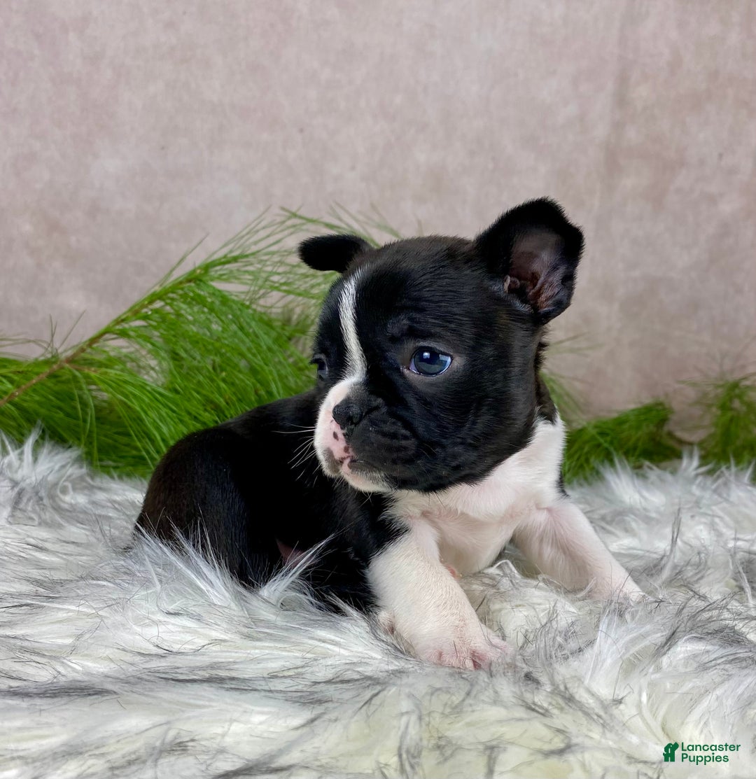 Boston Terrier dogs for sale: Miss Chloe  - Ad 7