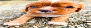 Cooper