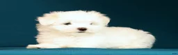 Maltese dogs for sale: Lily - Ad 4