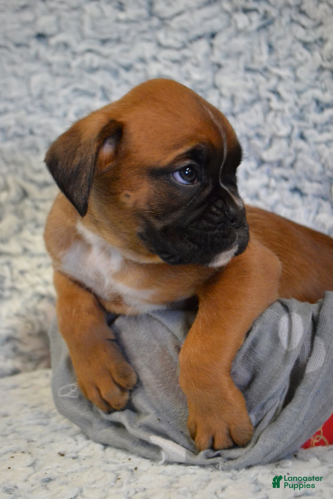 Boxer dogs for sale: Reese - Ad 2