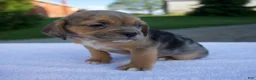 Beabull dogs for sale: Ky - Ad 5