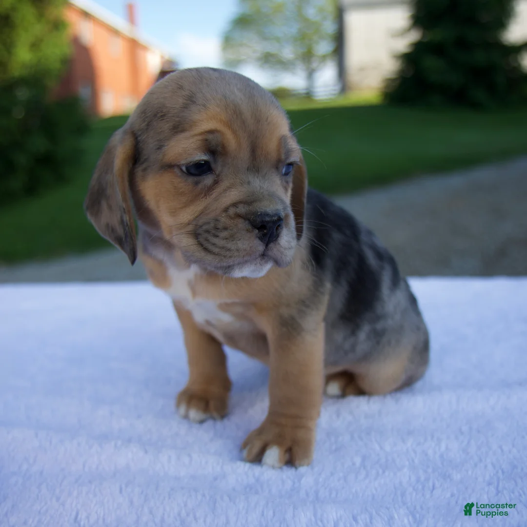 Beabull dogs for sale: Ky - Ad 5