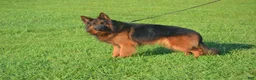 German Shepherd dogs for sale: German Shepherd 7 - Ad 1
