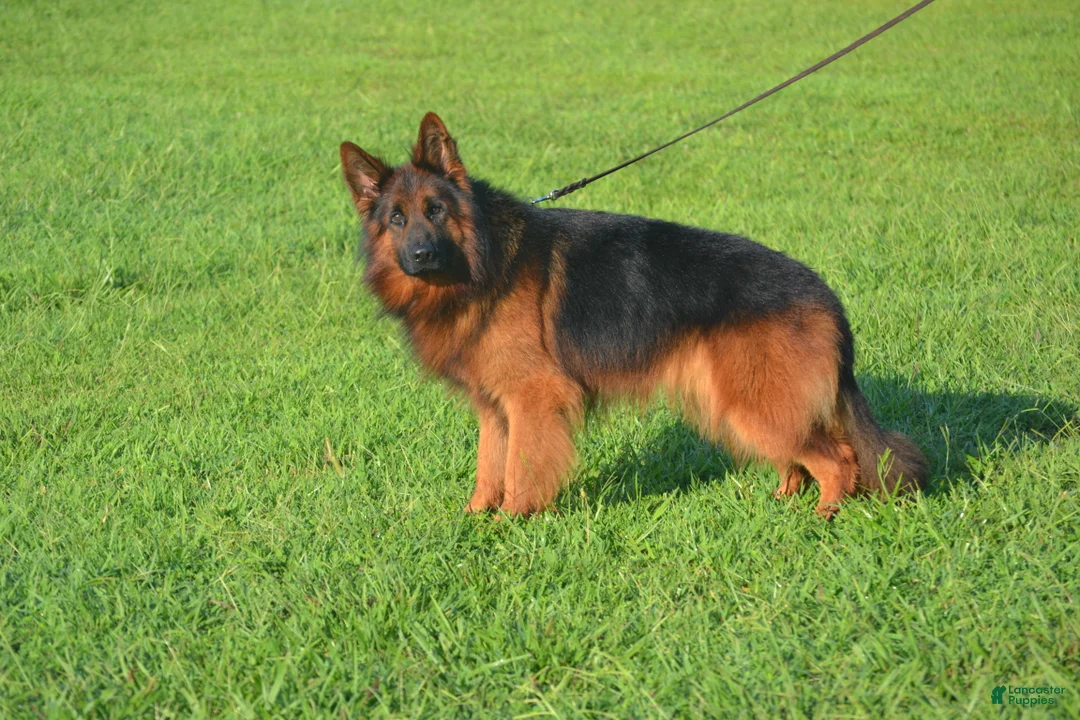 German Shepherd dogs for sale: German Shepherd 7 - Ad 1