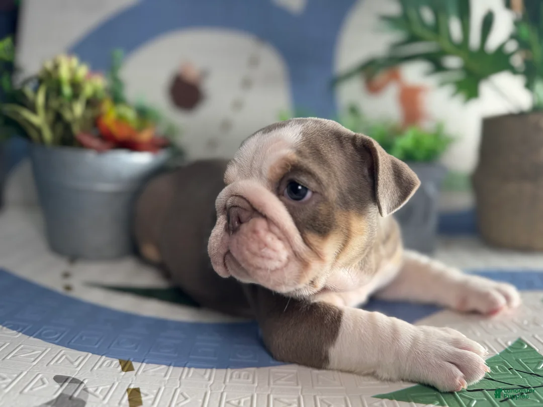 English Bulldog dogs for sale: Moose - Ad 2