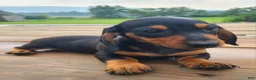 Miniature Dachshund dogs for sale: IGOR - Ad 6
