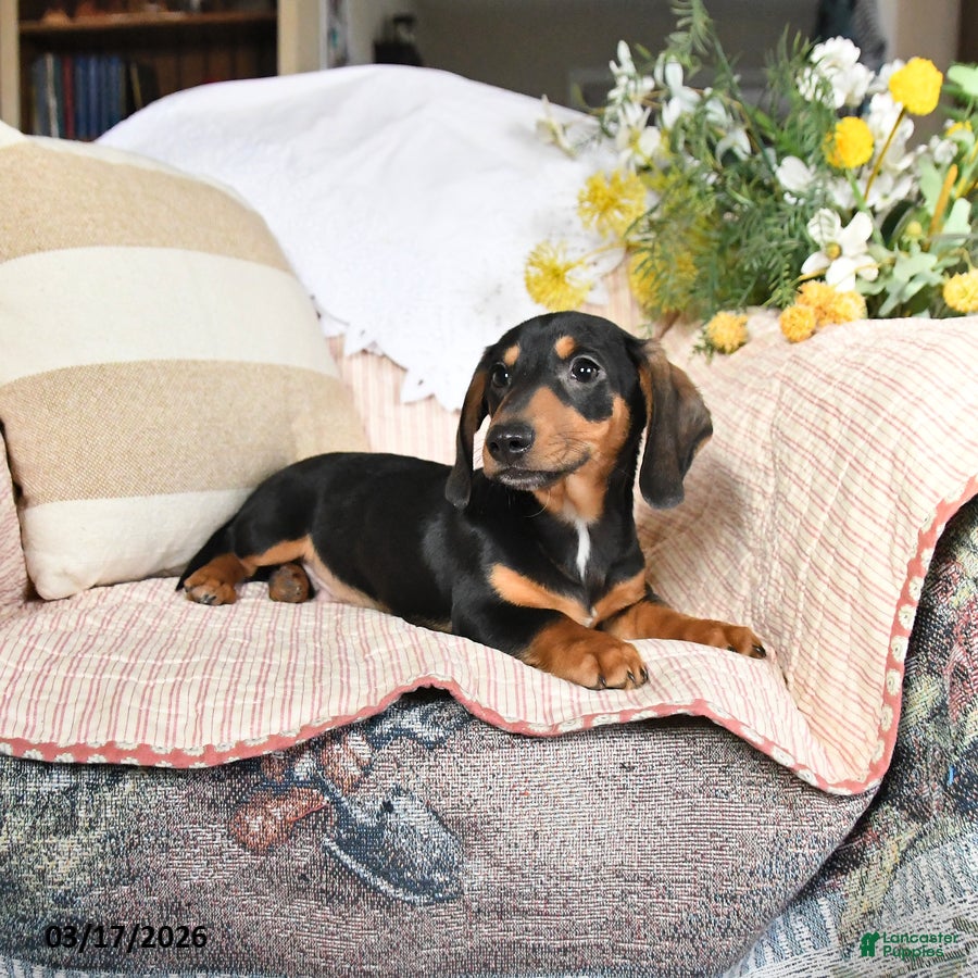 Dachshund dogs Malachi - Ad 1