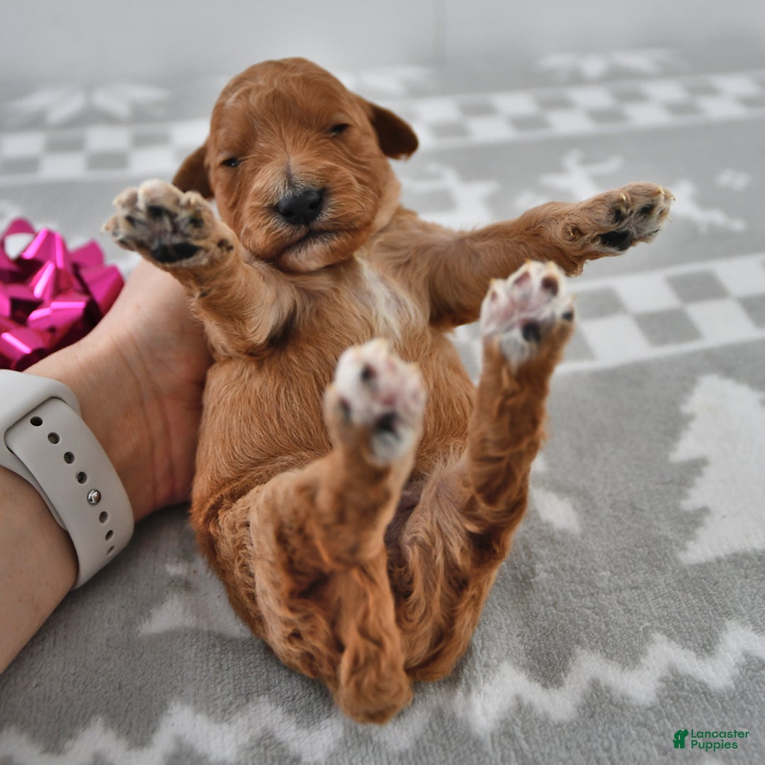 Mini Goldendoodle dogs for sale: Candy - Ad 4