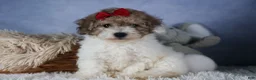 Bichpoo dogs for sale: Snickerdoodle - Ad 11