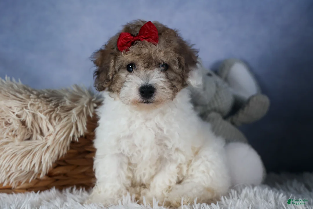 Bichpoo dogs for sale: Snickerdoodle - Ad 11