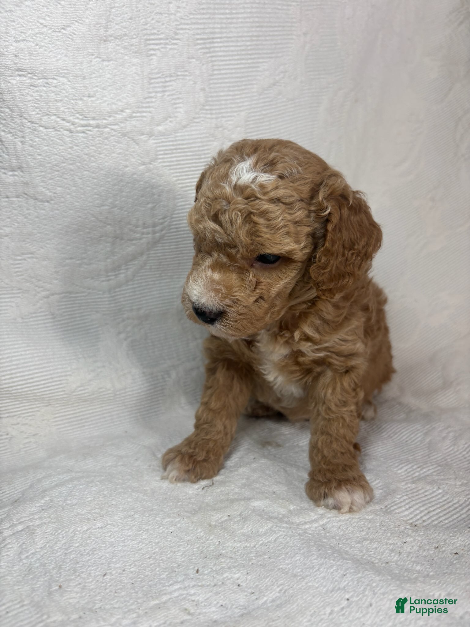 Miniature Poodle dogs Amos - Ad 1