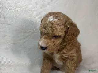 Miniature Poodle dogs for sale: Amos - Ad 3
