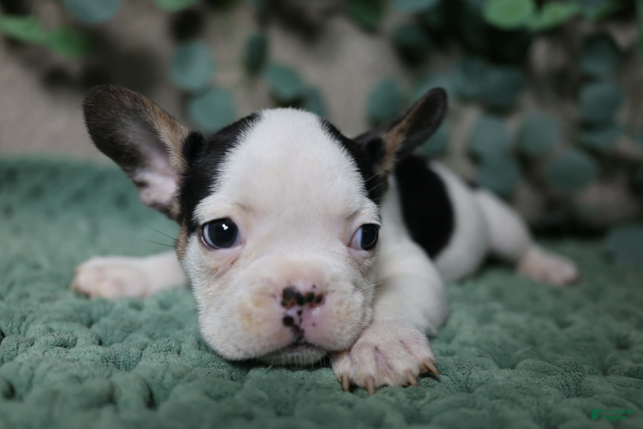 French Bulldog dogs Panda - Ad 29