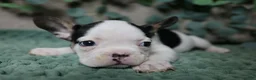 French Bulldog dogs for sale: Panda - Ad 1